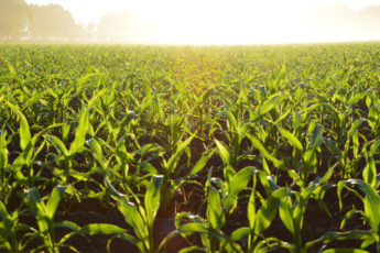 corn-cropland-crops-96715_mod2